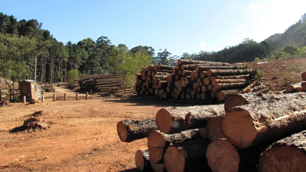 Harvesting plantation pines at Cecilia