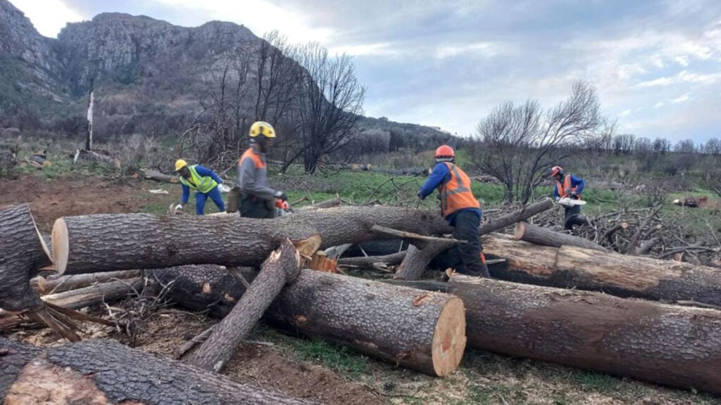 Clearing plantation pines at Cecilia