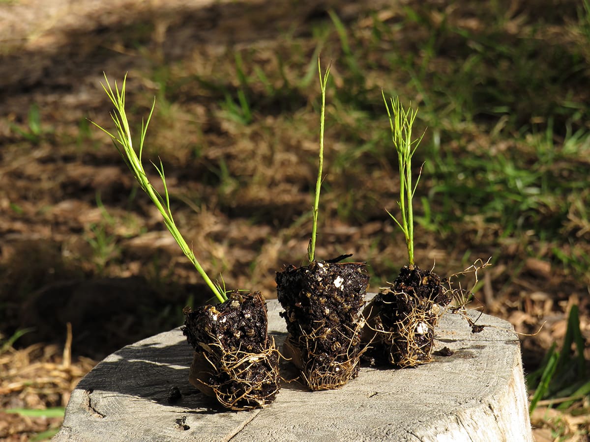 Psoralea fascicularis