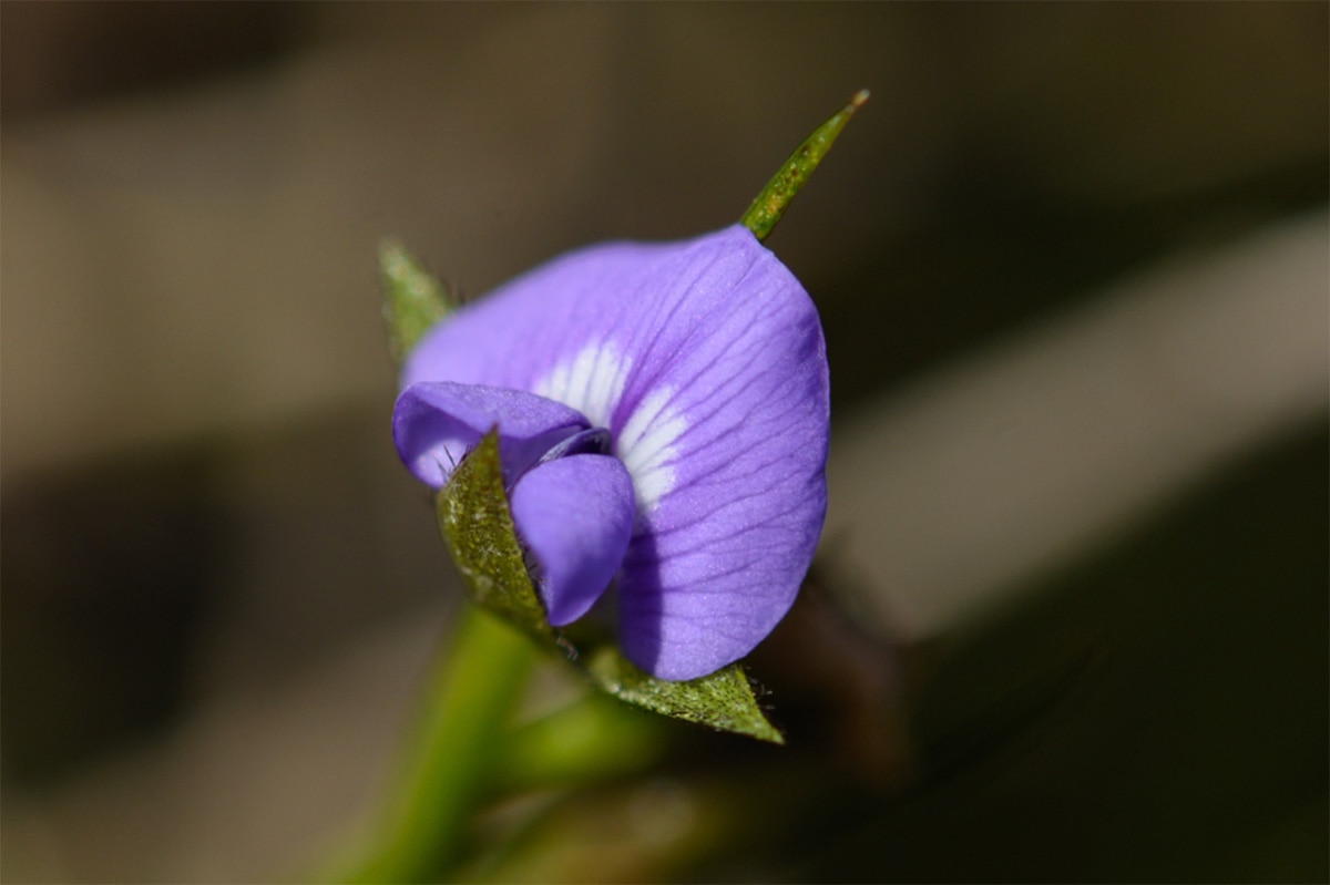 Large-stipule Fountainbush (Psoralea fascicularis)