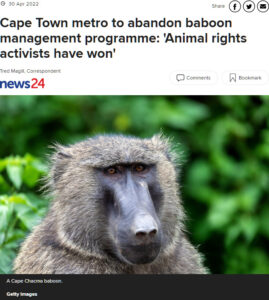 30 April 2022 - Cape Town metro to abandon baboon management programme