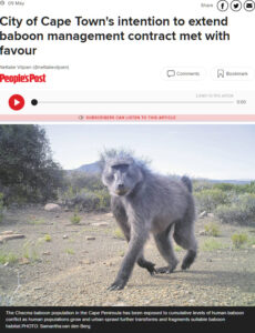 9 May 2023 - City of Cape Town's intention to extend baboon management contract met with favour