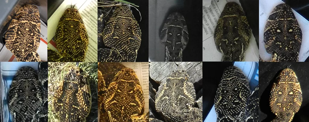 puff adder heads showing patterns