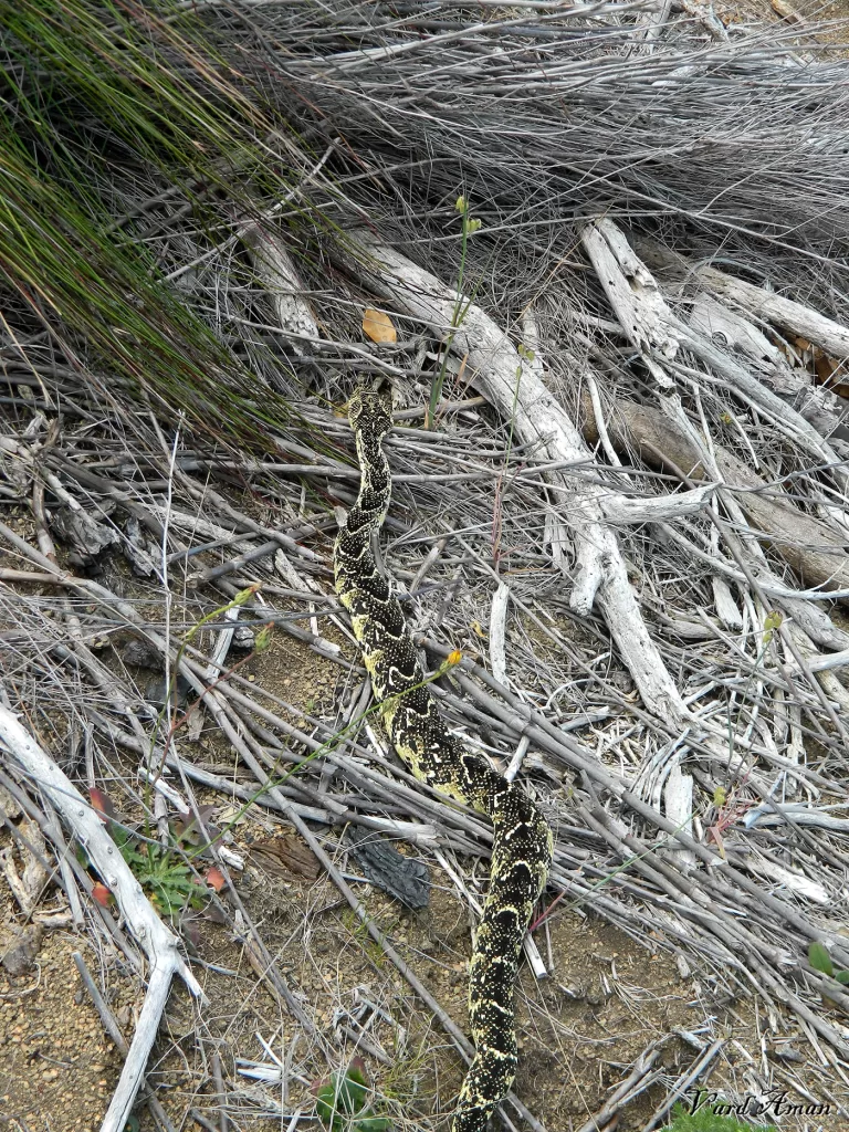 Puff Adder escape