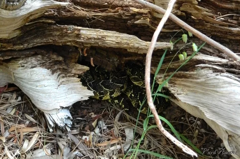 A young puff adder hiding under a log.