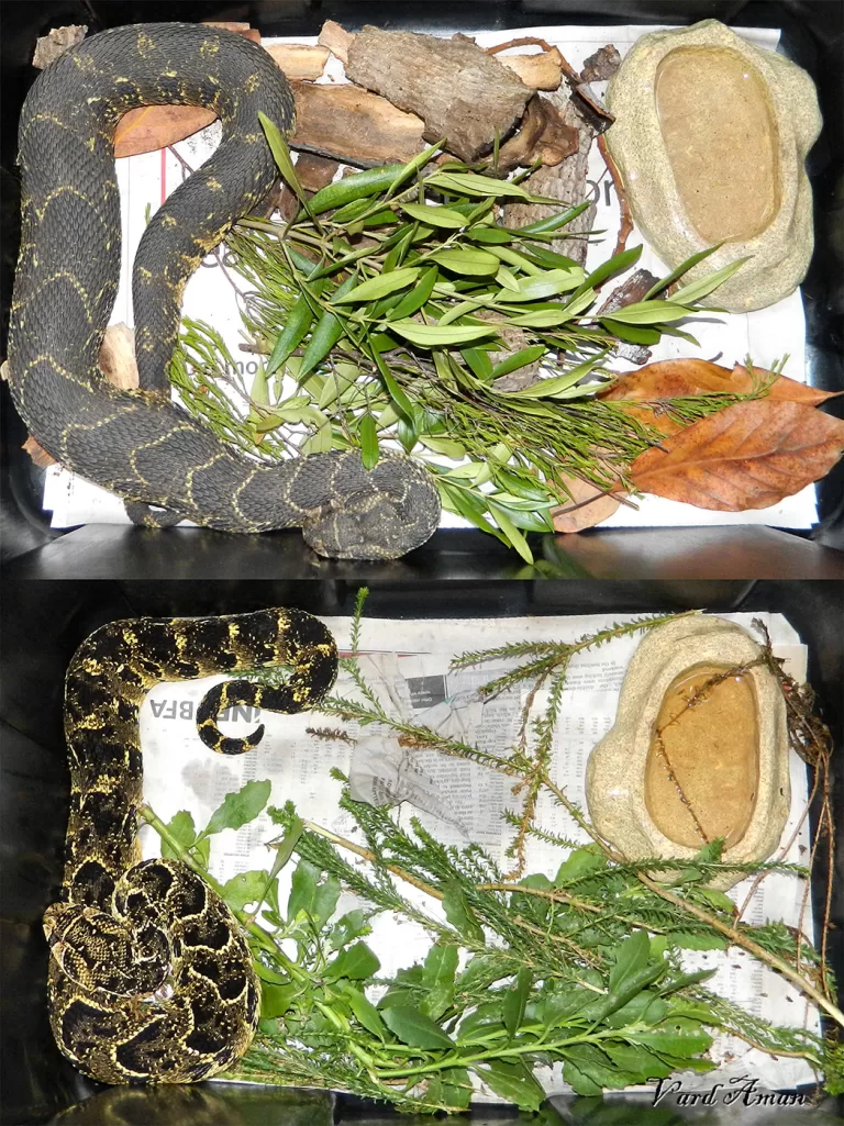 A puff adder before and after shedding.