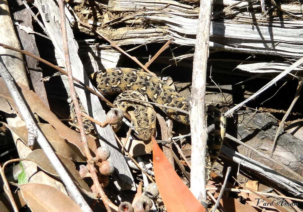 small puffer adder in debris