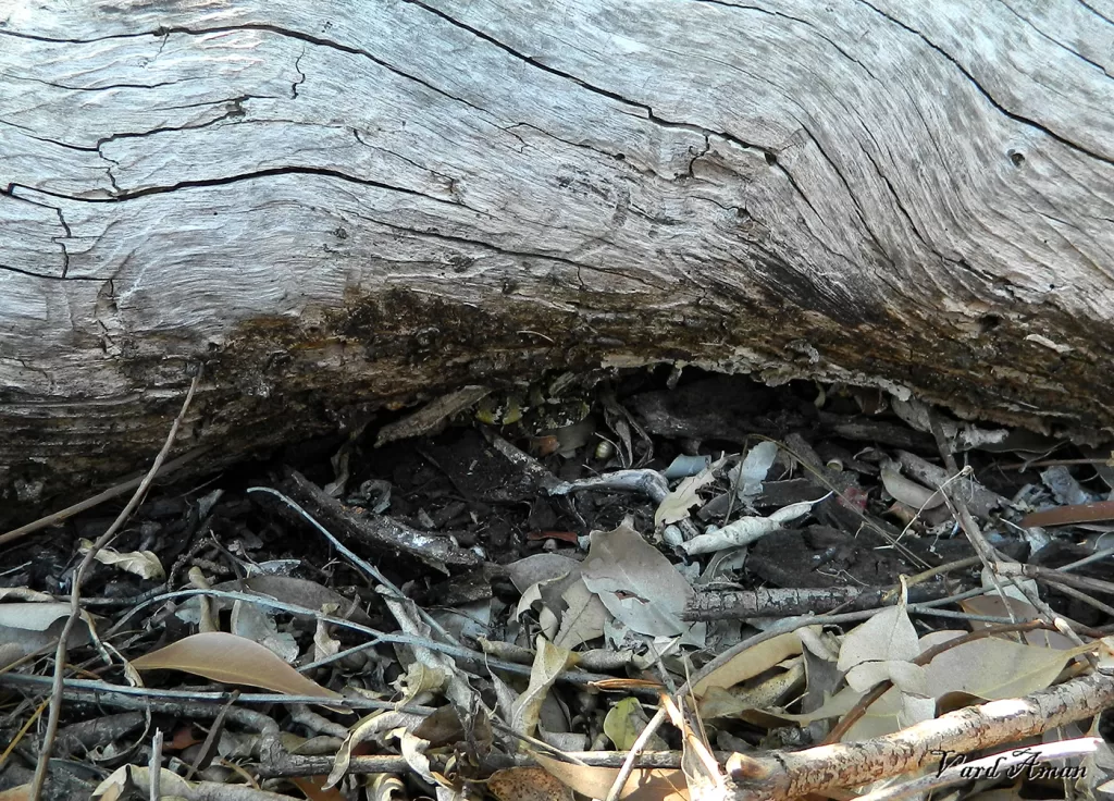 small puff adder hiding under a log