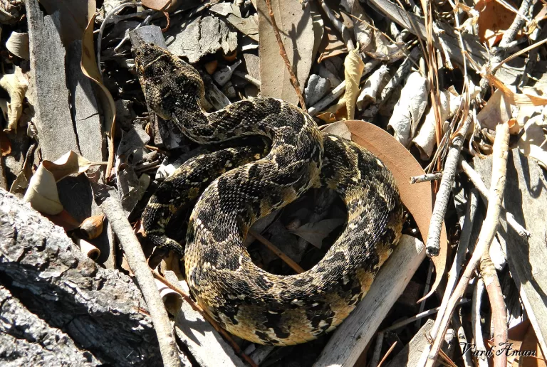 A small puffer adder in some debris.