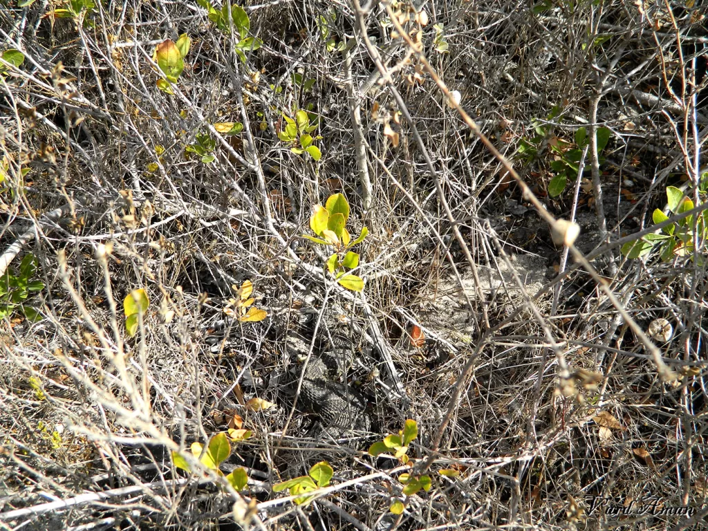 Spot the puff adder