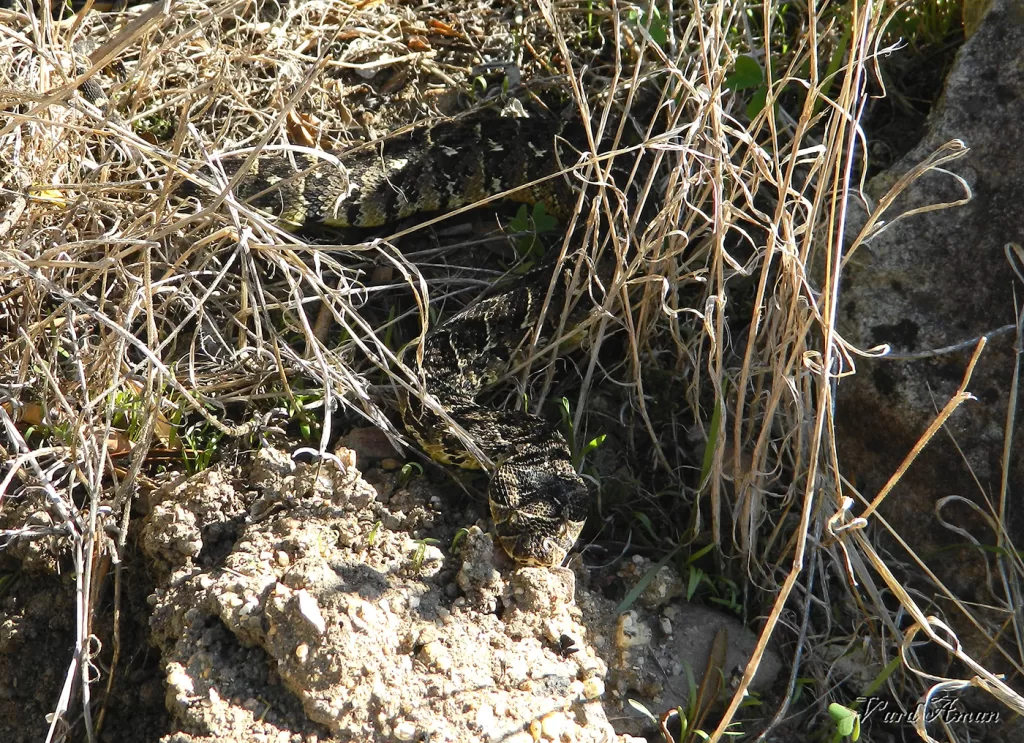 male puff adder basking in a semi-concealed position