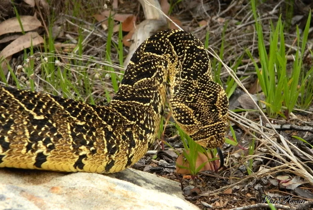 The puff adder’s threat display