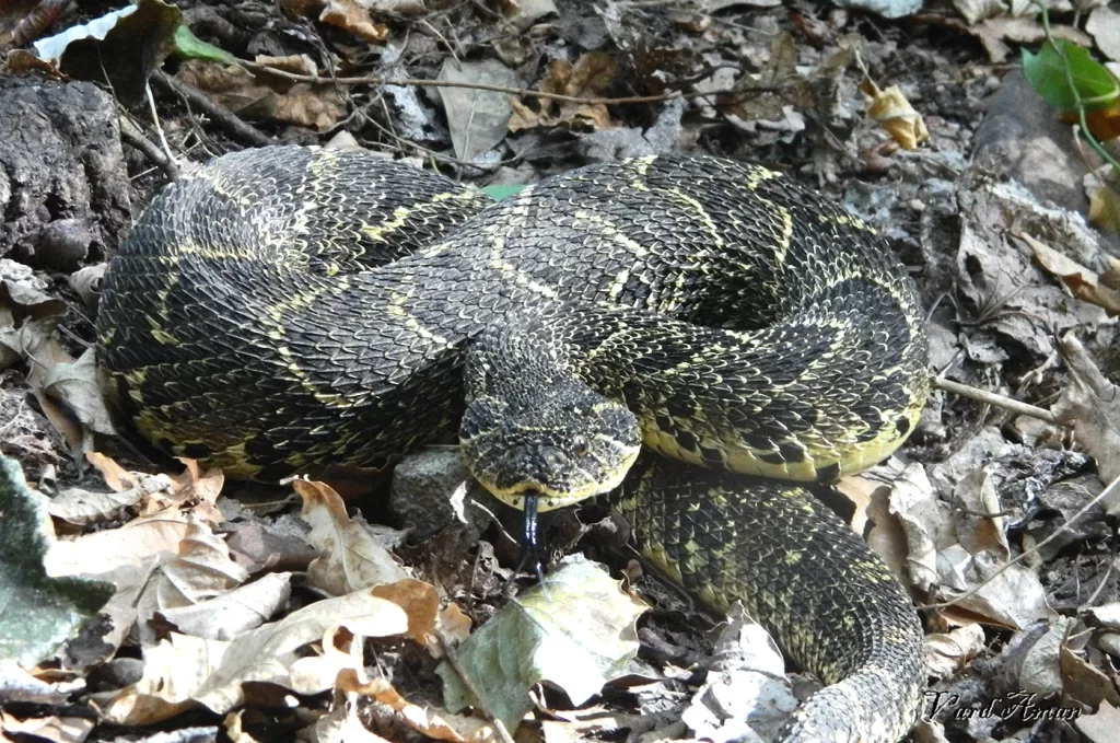 A puff adder is some leaf litter