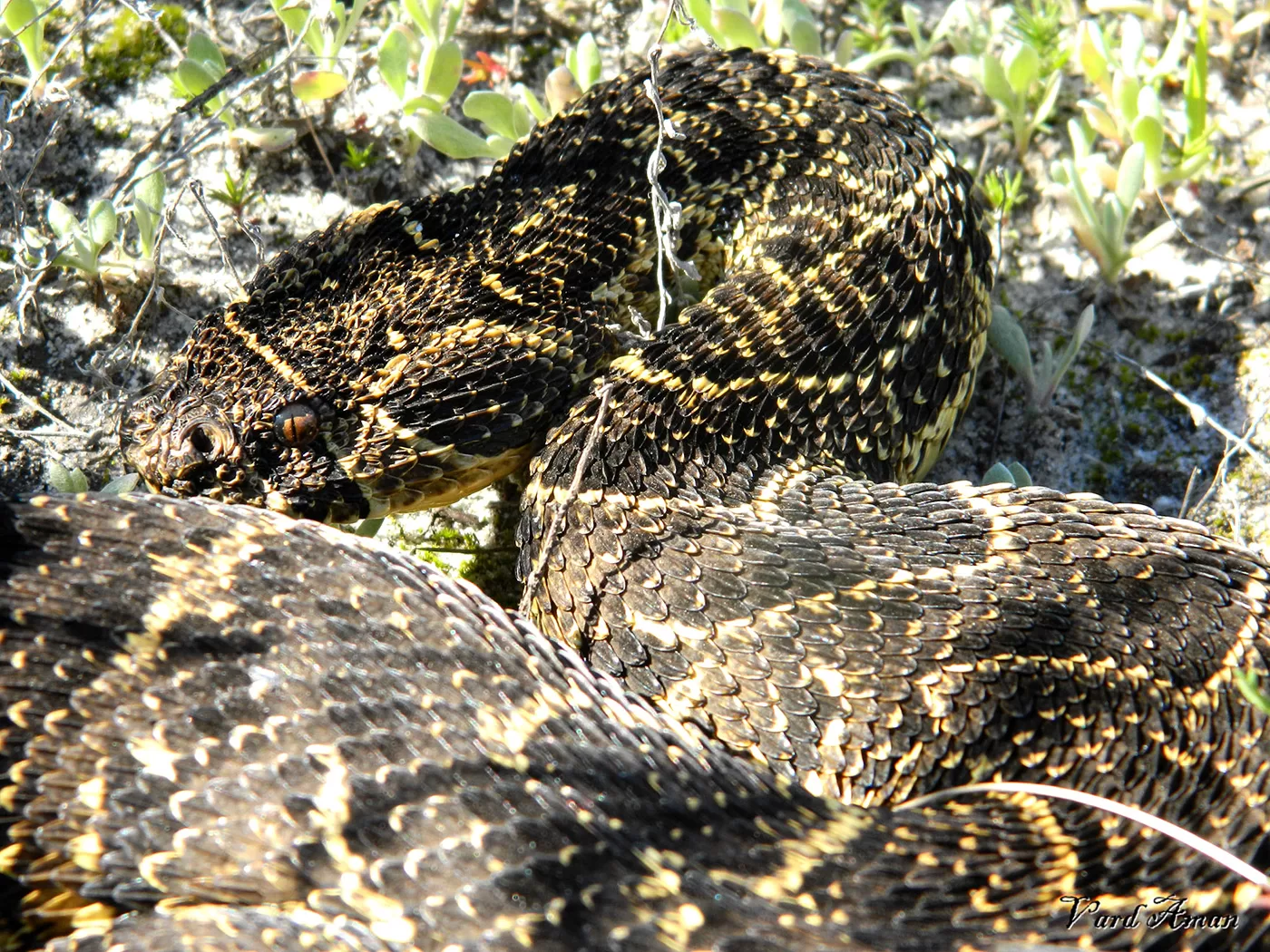 puff adder head