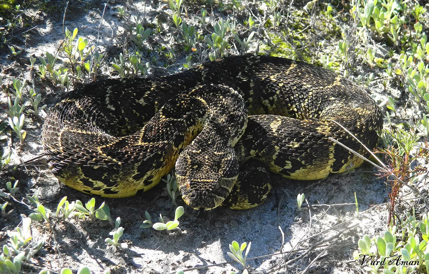 puff adder head