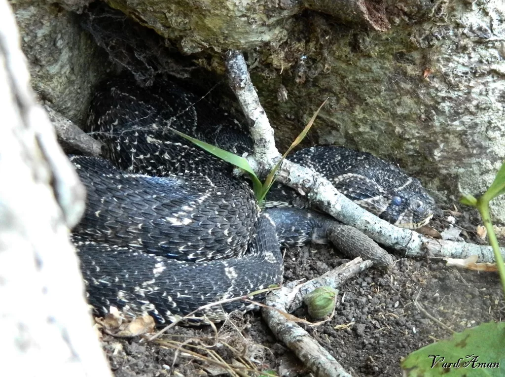 A puff adder “in the blue”