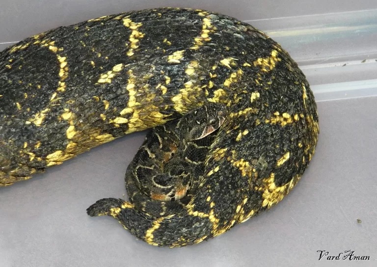 A newly born puff adder by its mum’s tail.