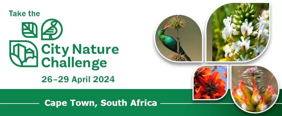 City Nature Challenge - Cape Town 2024