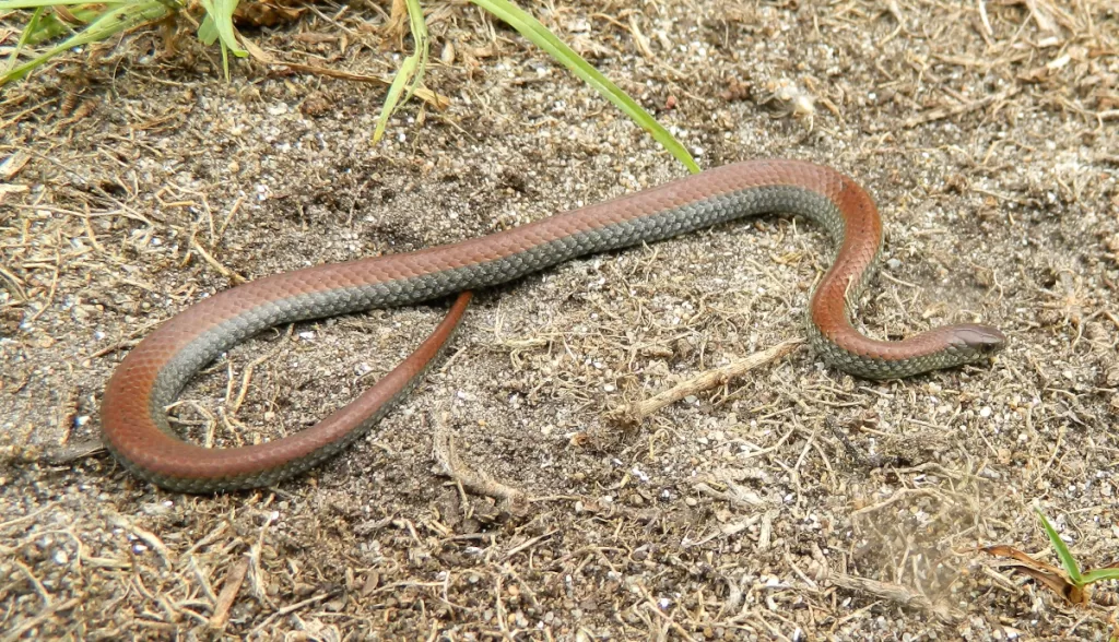 Slug eater (Duberria lutrix)