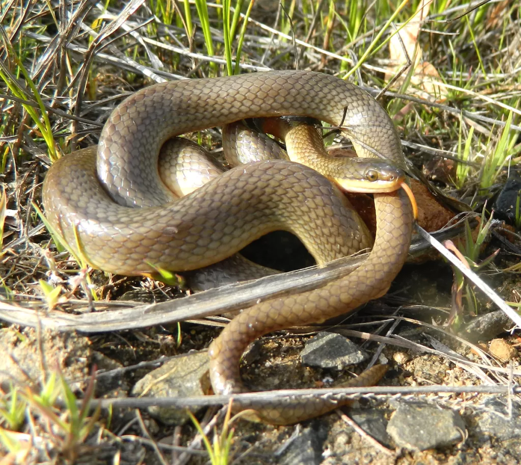 Brown water snake (Lycodonomorphus rufulus)