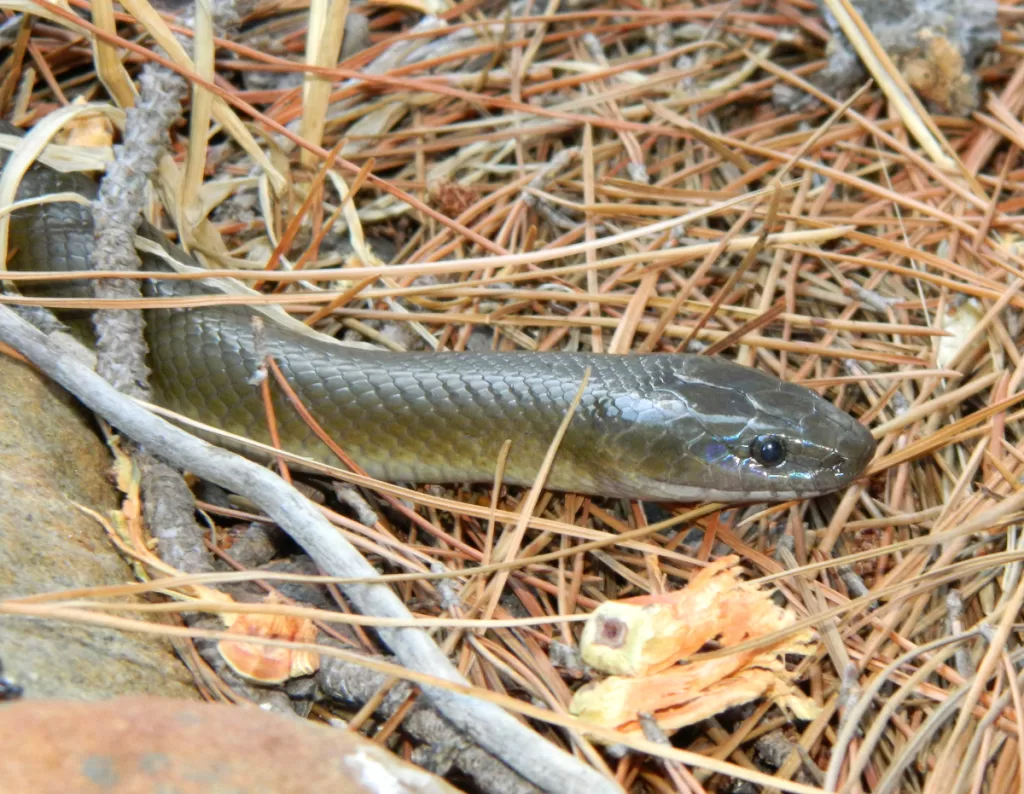 Olive house snake / olive snake (Lycodonomorphus inornatus)