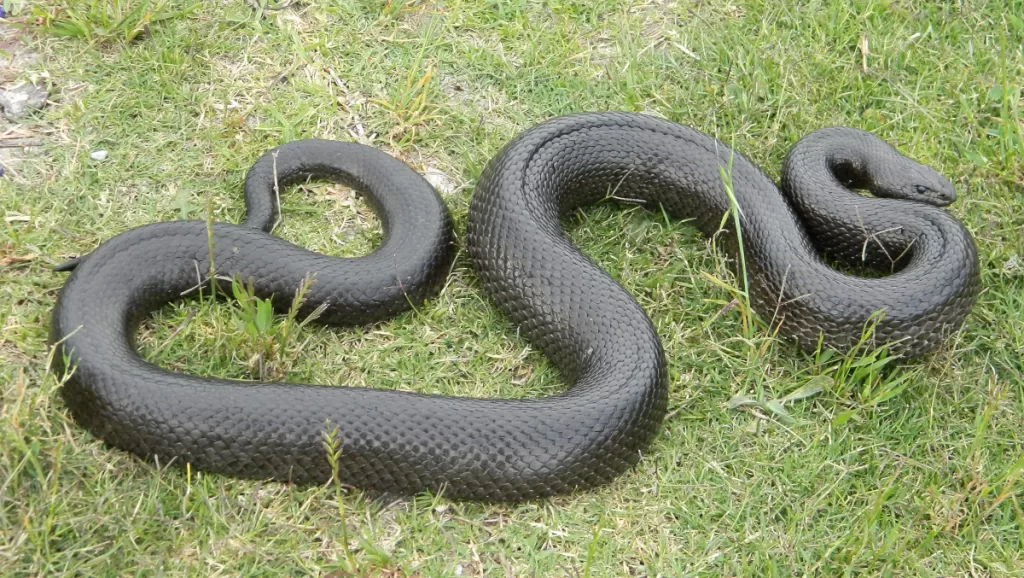 Mole snake (Pseudaspis cana)