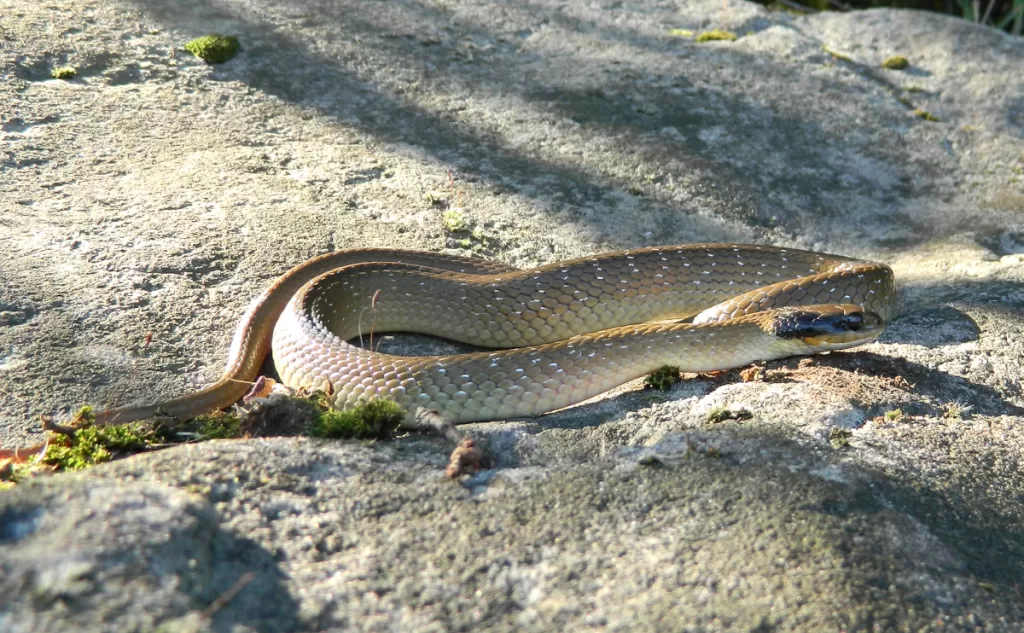 Herald snake (Crotaphopeltis hotamboeia)