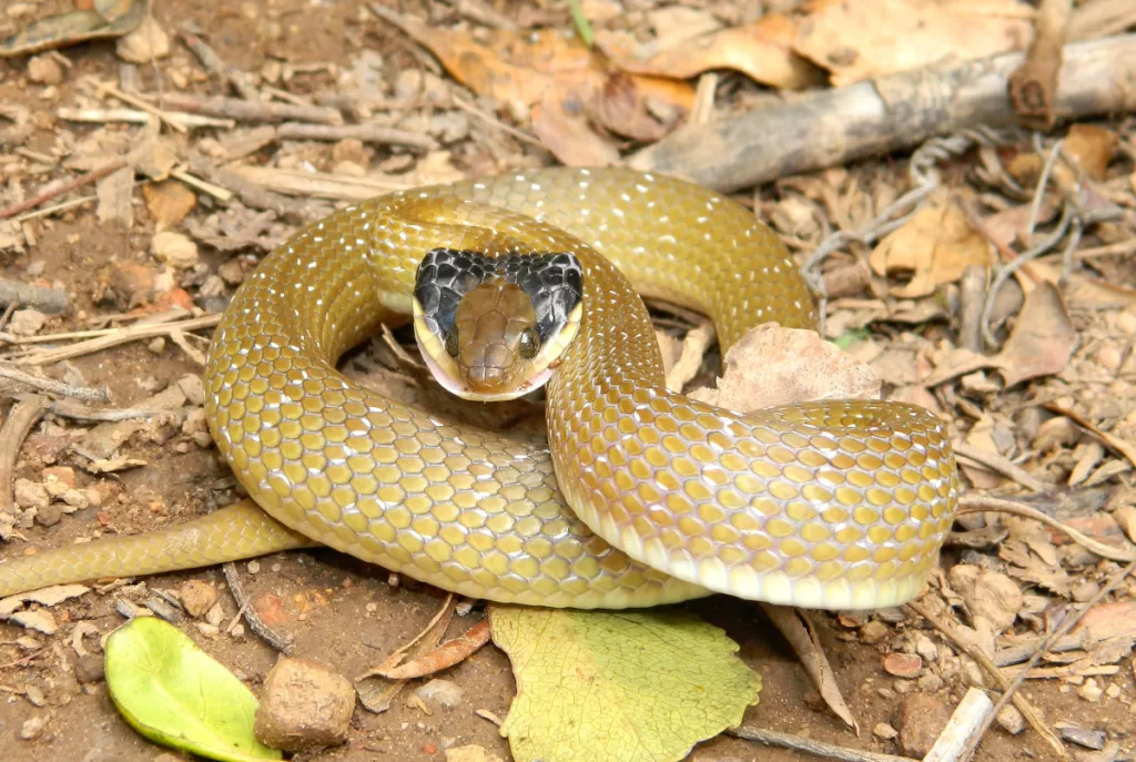 This little Herald snake was not pleased to see me.