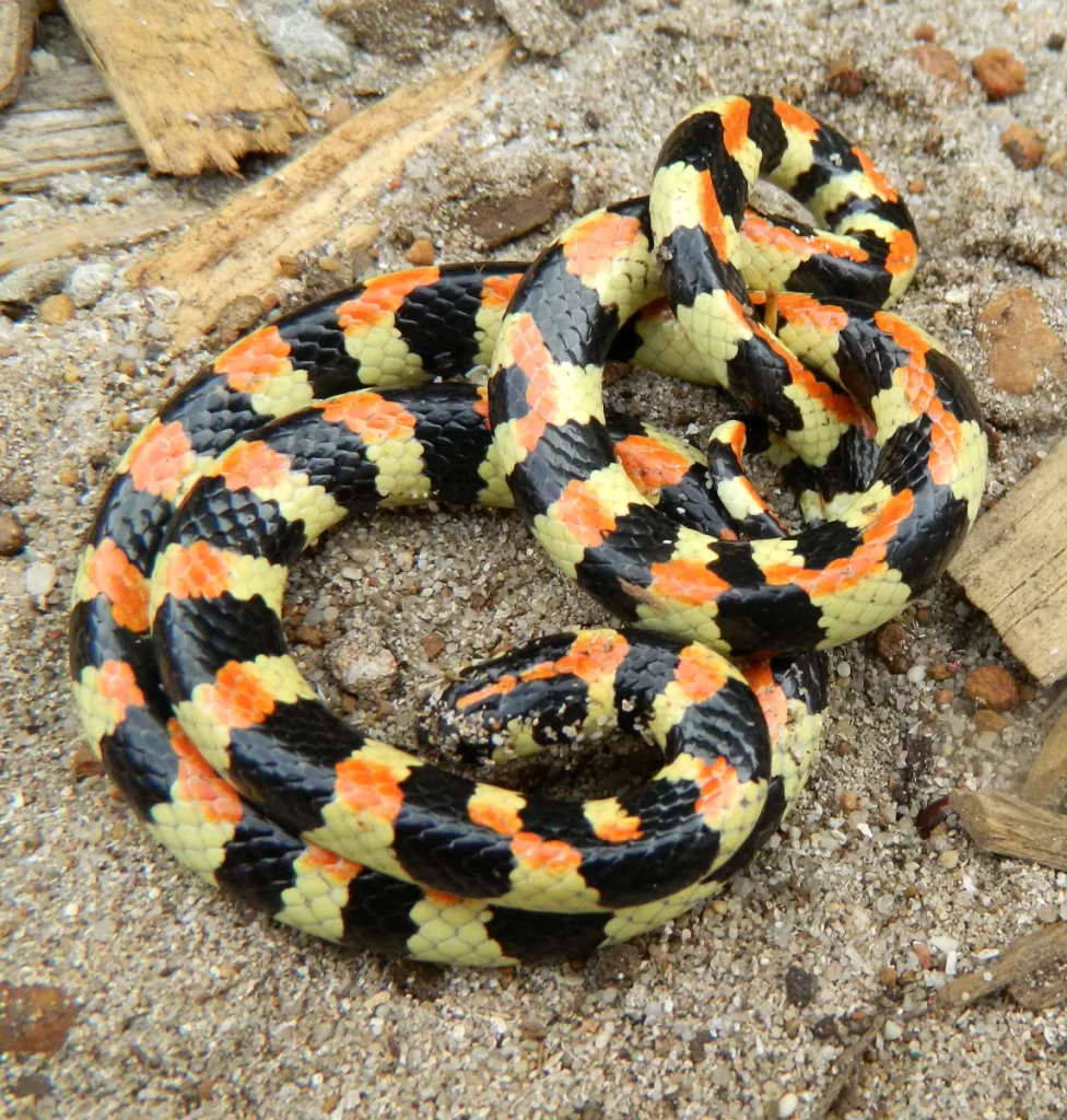 Harlequin snake (Homoroselaps lacteus)