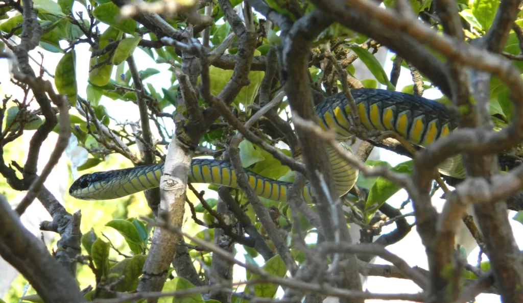 Boomslang (Dispholidus typus typus)