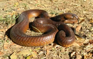 Cape cobra (Naja nivea)