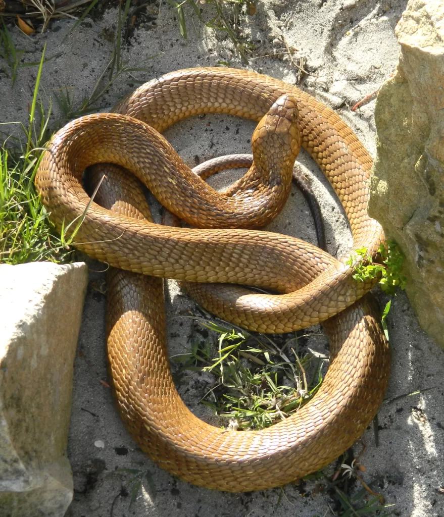 Cape cobra (Naja nivea)