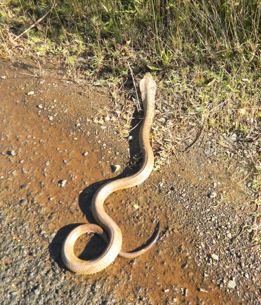 By far the most common "defensive position" you'll see from a Cape cobra: the "turn and flee"! It doesn't make for such an impressive photo though...