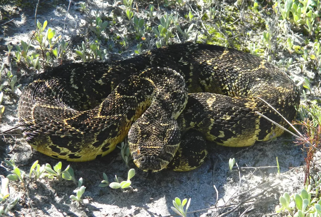 Puff adder (Bitis arietans).