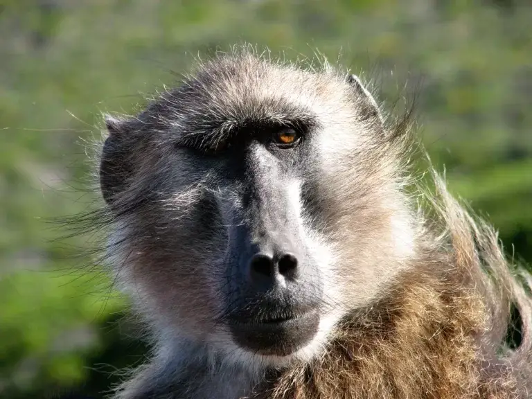 Baboon (Papio ursinus)