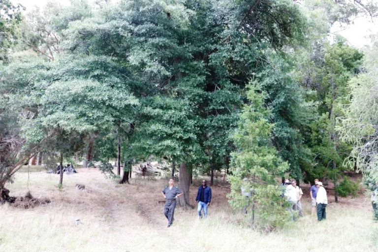 Swamp Laurel Oaks in the Tokai Arboretum
