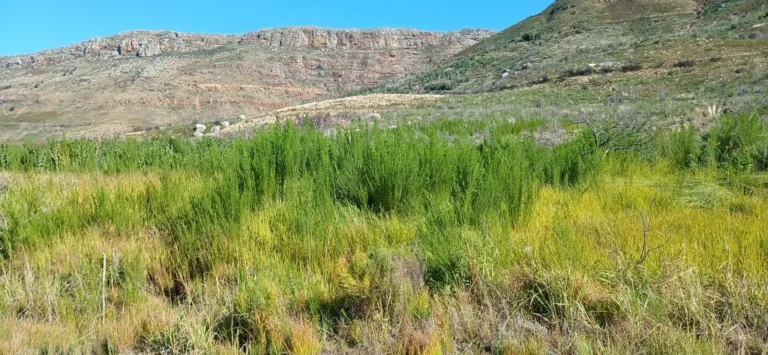 Fountainbush and sedges in the 14-month-old Silvertree wetland in Upper Tokai Park