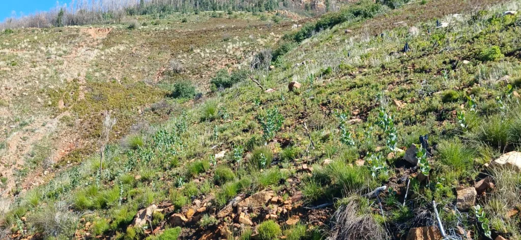 A diverse Fynbos community