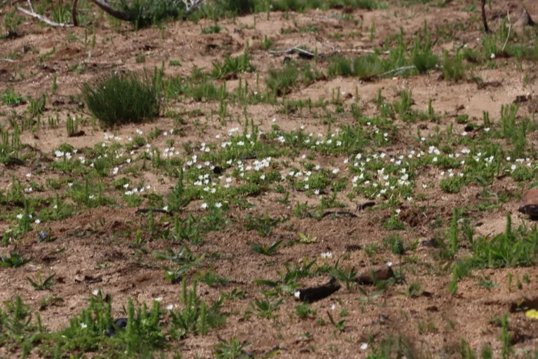 White Woolly Sorrel