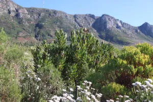 Proteas and Conebushes with Blombos in the foreground