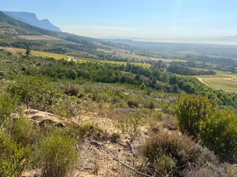 Granite Fynbos is recovering