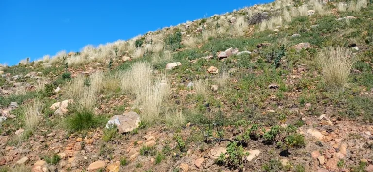 Diverse and rich Granite Fynbos recovering