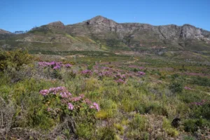 Recovery of Granite Fynbos veld above the Arboretum in two-year-old veld after the 2015 fire in Upper Tokai Park