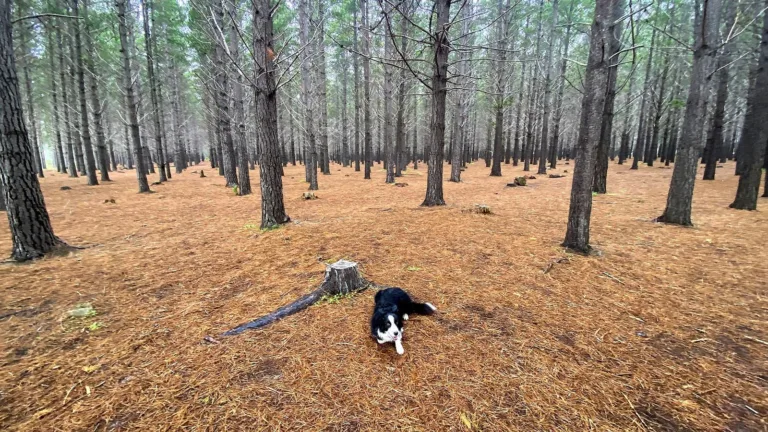 The Dennedal compartment is the only remaining section of the Tokai pine plantation established in the late 19th century. (Photo: John Yeld)