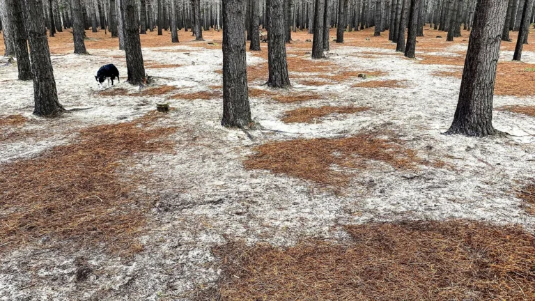 The barren soil surface of the Dennedal pine plantation demonstrates how successfully alien pine trees suppress natural fynbos vegetation. (Photo: John Yeld)