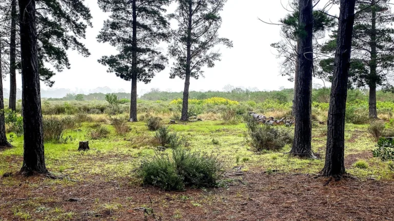 The northern edge of the Dennedal pine plantation in Lower Tokai Park with restored fynbos in a previously cleared area in the background. (Photo: John Yeld)