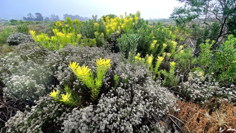 Fynbos dominated by 'geelbos' Leucadendron conebushes and Metalasia 'blombos' species in a previously cleared part of the former Tokai pine plantation. (Photo: John Yeld)