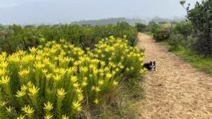 Indigenous yellow Leucadendron conebushes line a riding track through the centre of a previously cleared part of the former Tokai pine plantation. (Photo: John Yeld)