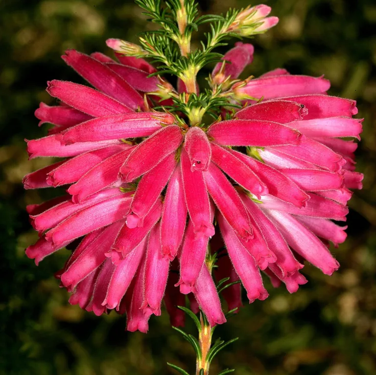 The lovely Erica verticillata – extinct in the wild but miraculously rediscovered, propagated and planted out in its original habitat in Lower Tokai Park where it's flourishing. (Photo: Supplied / Friends of Tokai Park)