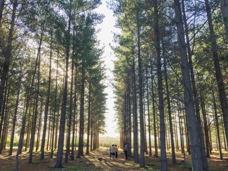 Dennedal, Lower Tokai Park